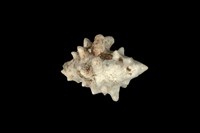 藏品(大岩螺)的圖片